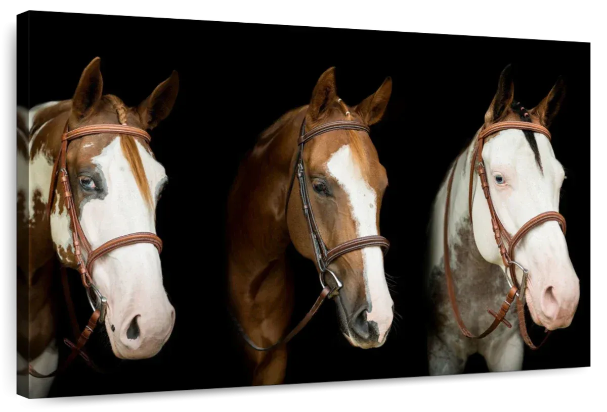American Paint Horses Wall Art choice of styles