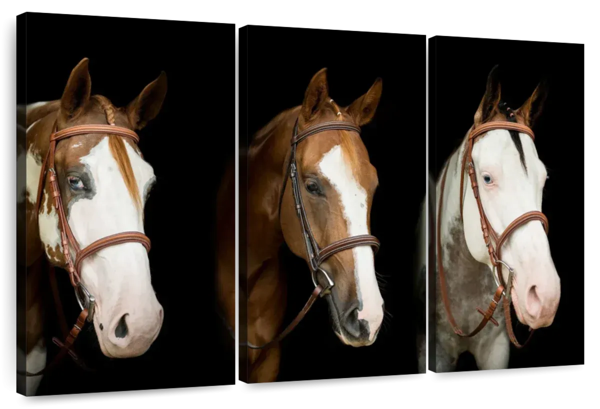 American Paint Horses Wall Art choice of styles