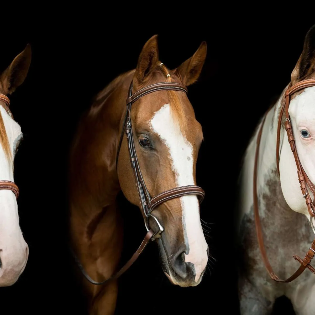 American Paint Horses Wall Art choice of styles