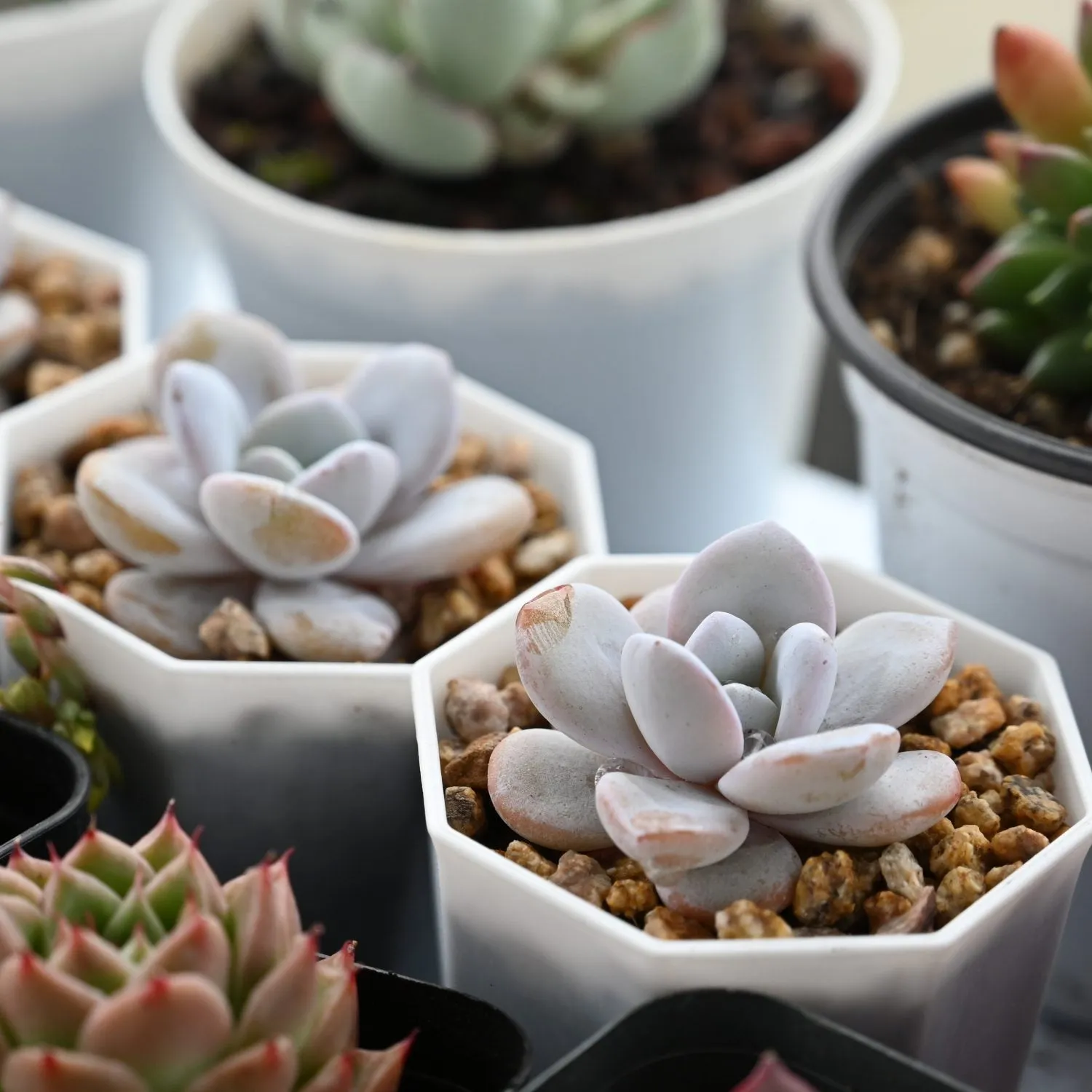 Echeveria Laui (rare)