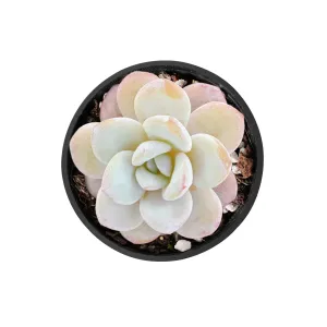 Echeveria Laui (rare)