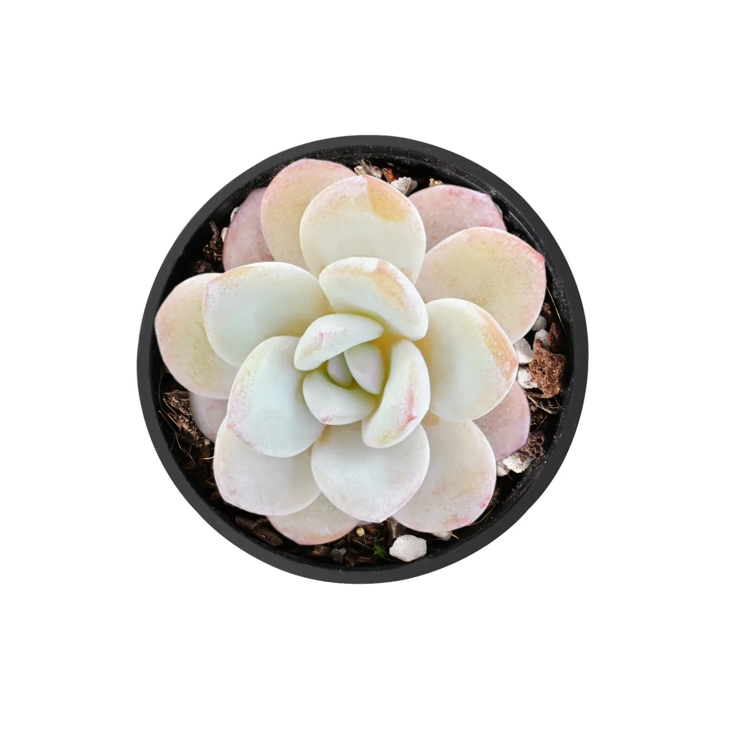 Echeveria Laui (rare)