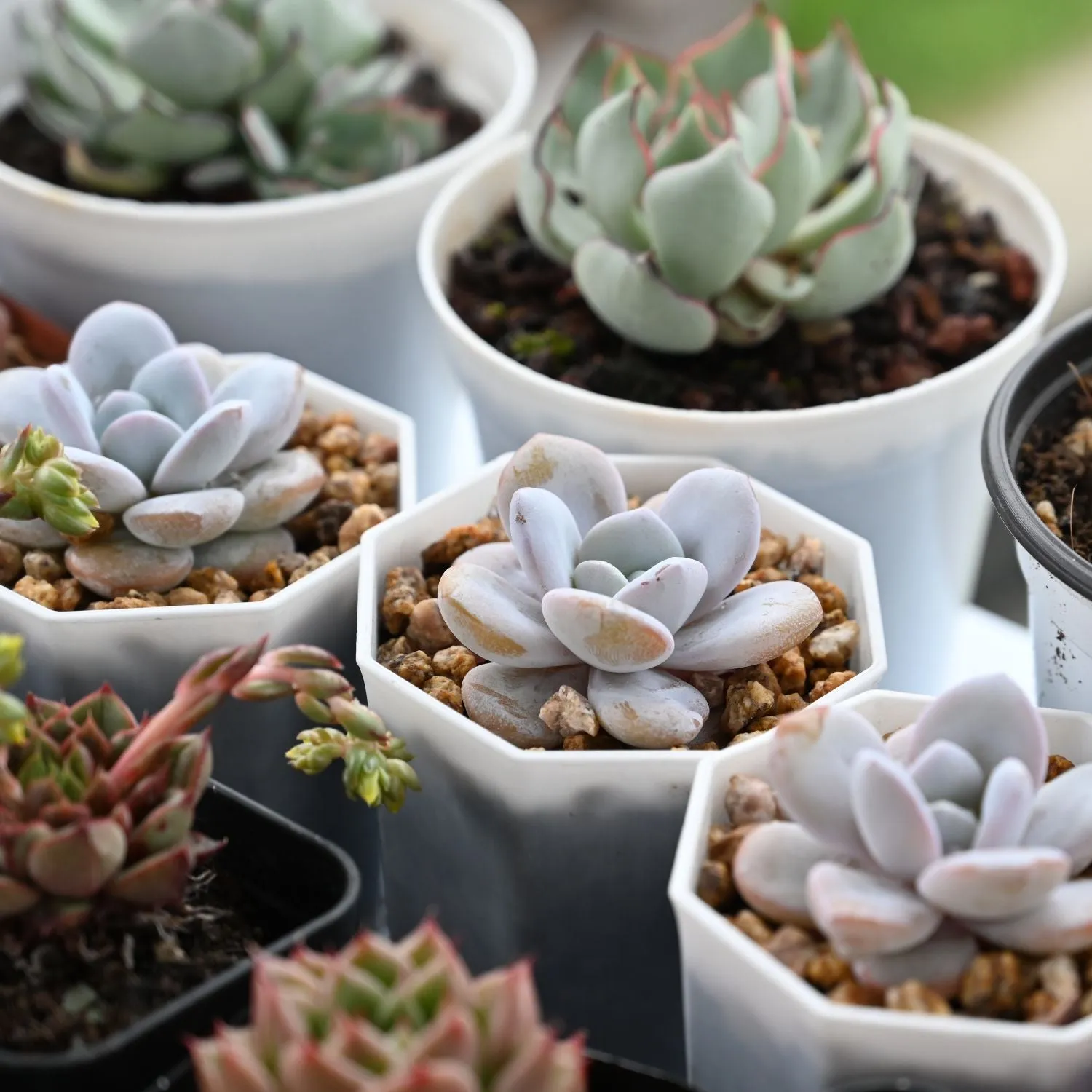 Echeveria Laui (rare)