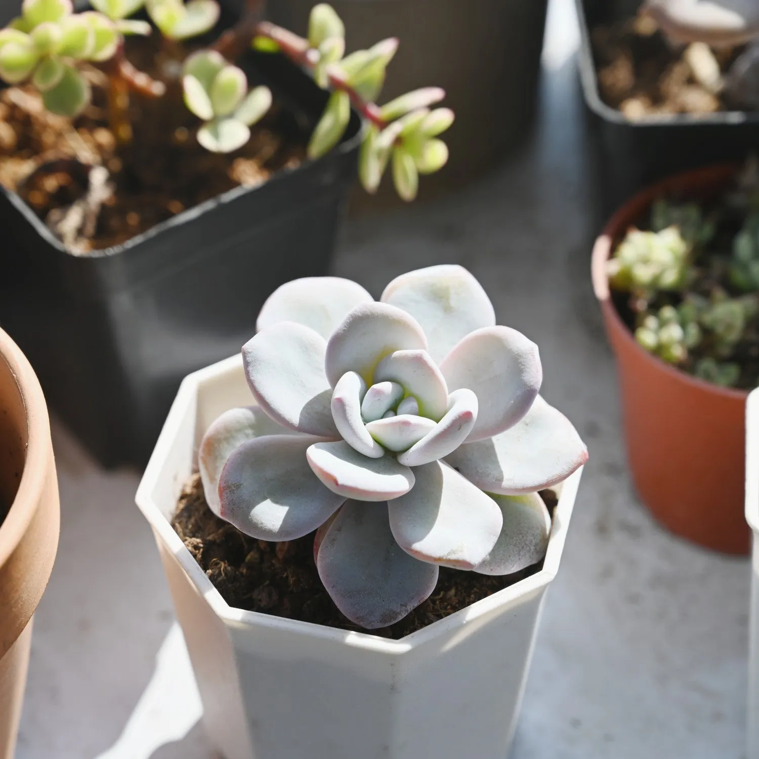Echeveria Laui (rare)