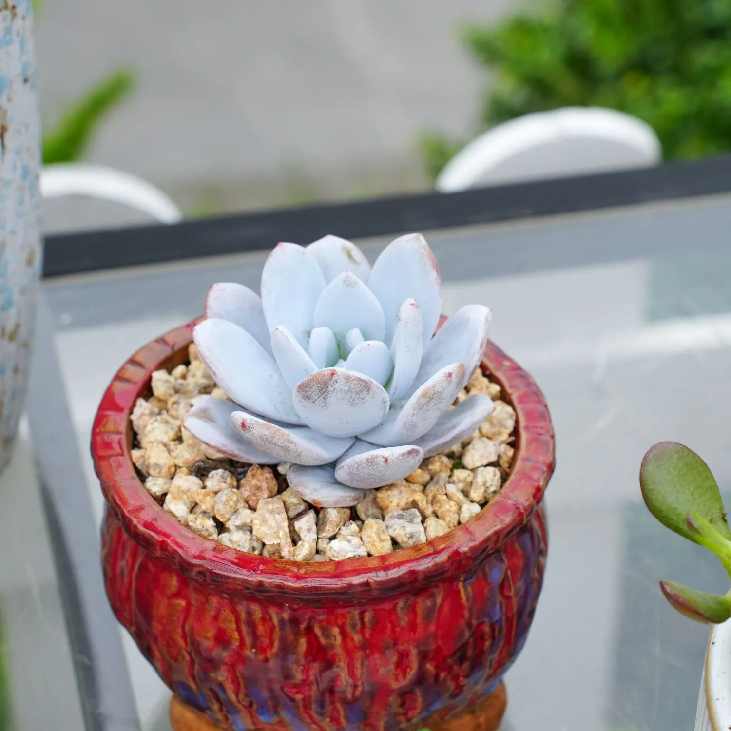 Echeveria Laui (rare)