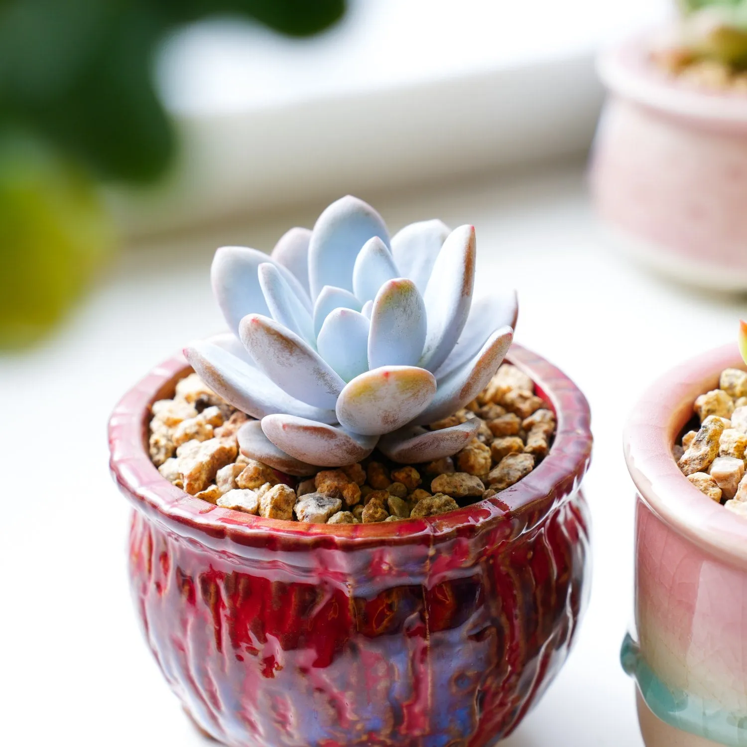 Echeveria Laui (rare)