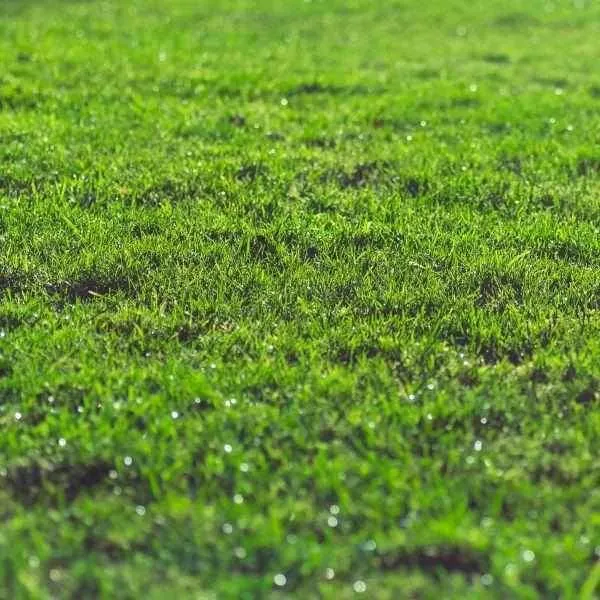 Fill & Fix Lawn Patch Repair Blend
