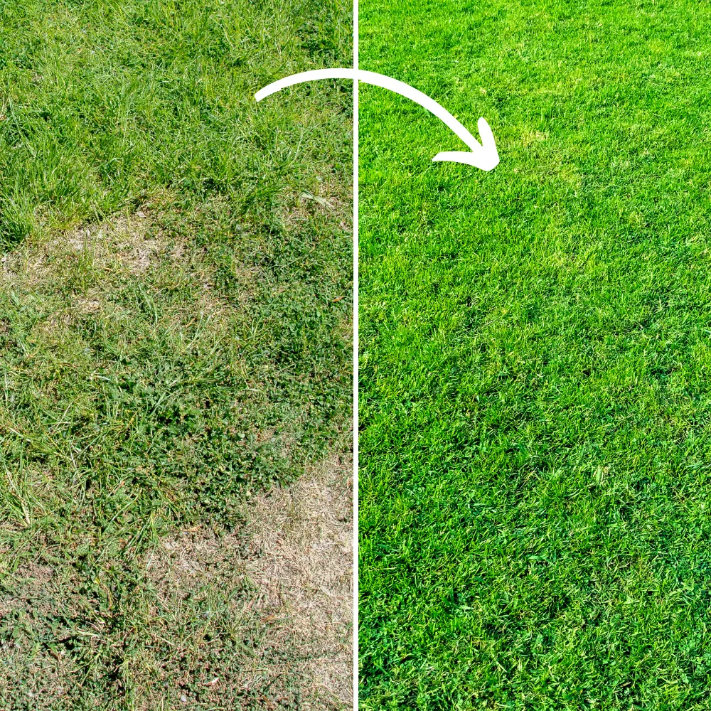 Fill & Fix Lawn Patch Repair Blend