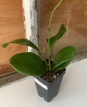 Hoya Chuni