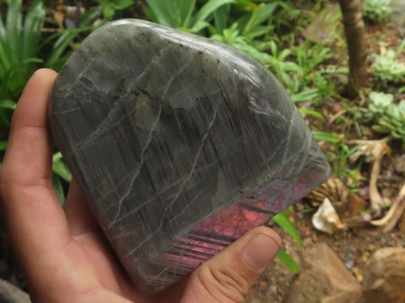 Polished Rare Purple Flash Labradorite Standing Free Forms x 2 From Tulear, Madagascar
