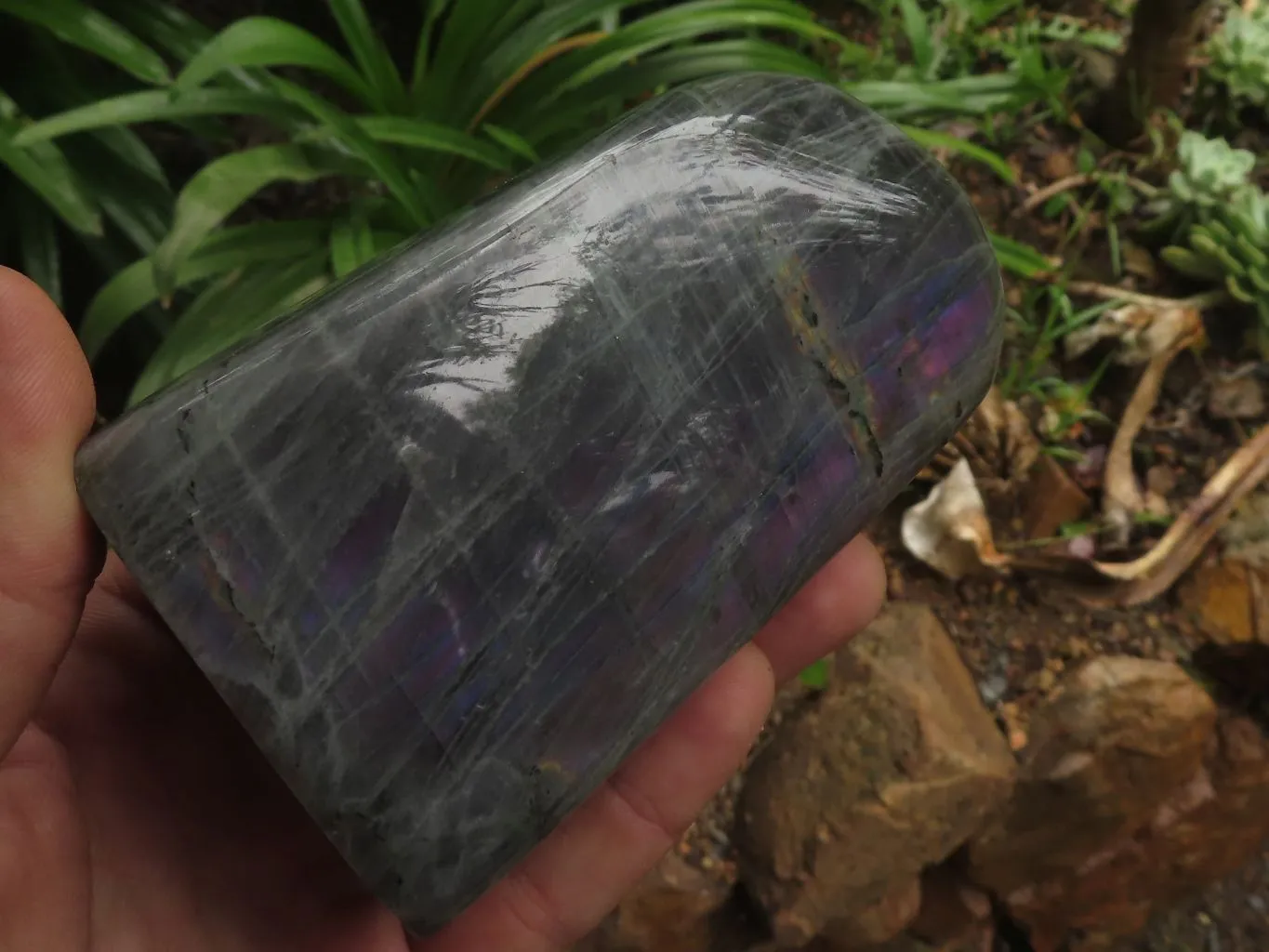 Polished Rare Purple Flash Labradorite Standing Free Forms x 2 From Tulear, Madagascar