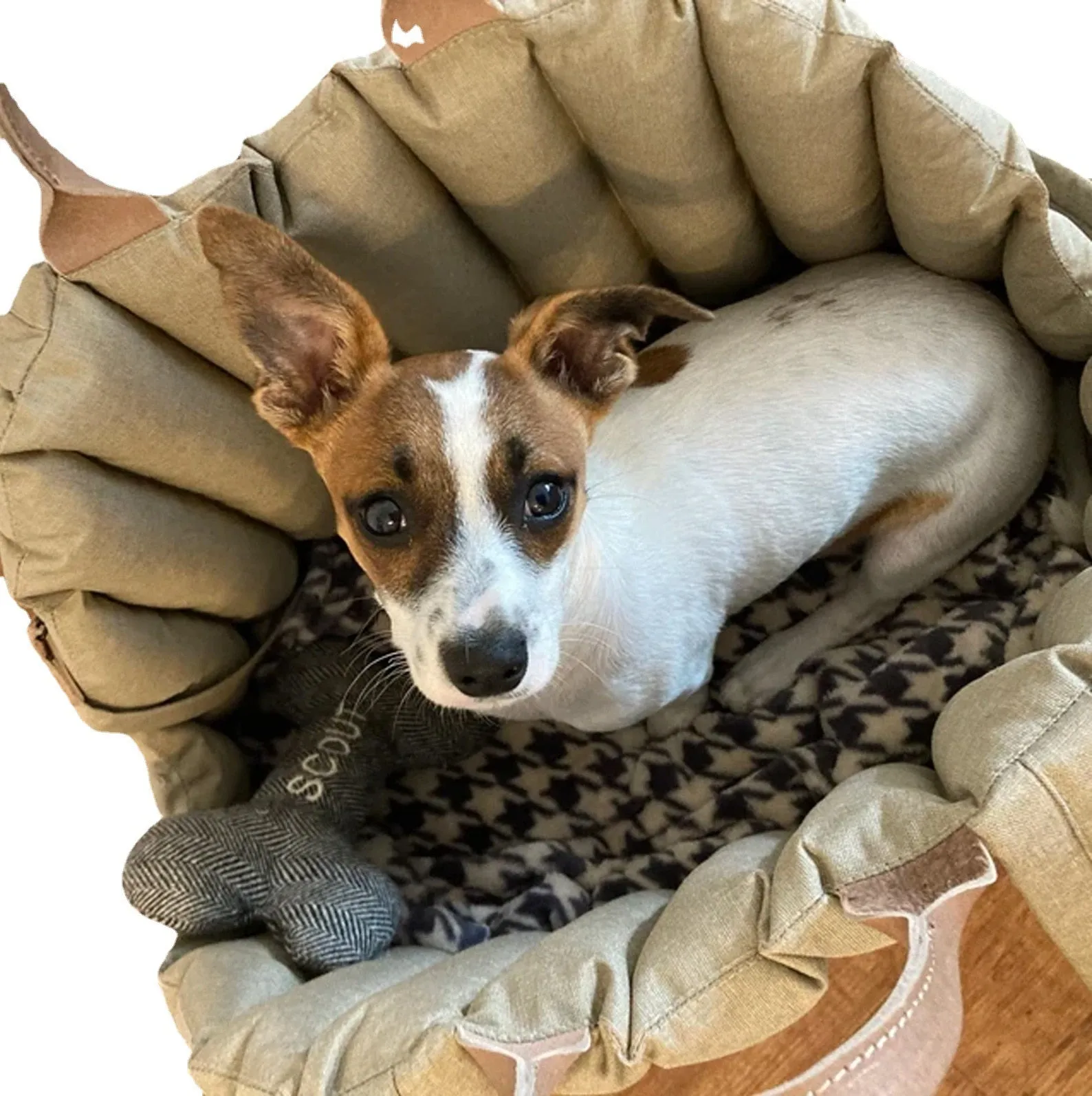 Portable Pet Dog Car Carriers Seat Box | Chihuahua Bag for Small Medium Dog Cat | Travel Tote Slings | Siege De Voiture Pour Chien