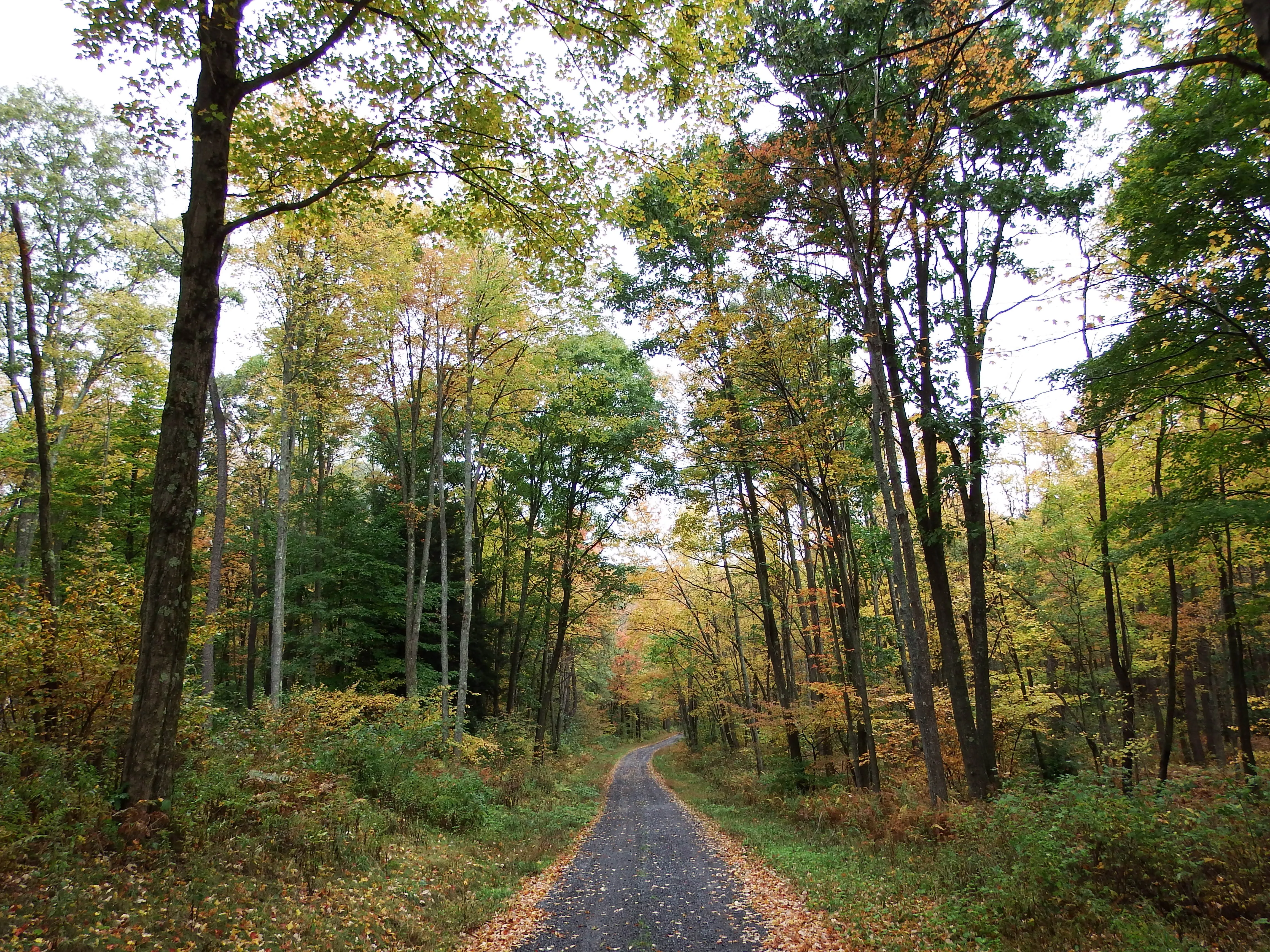 Purple Lizard Pennsylvania Fall Adventure Guide