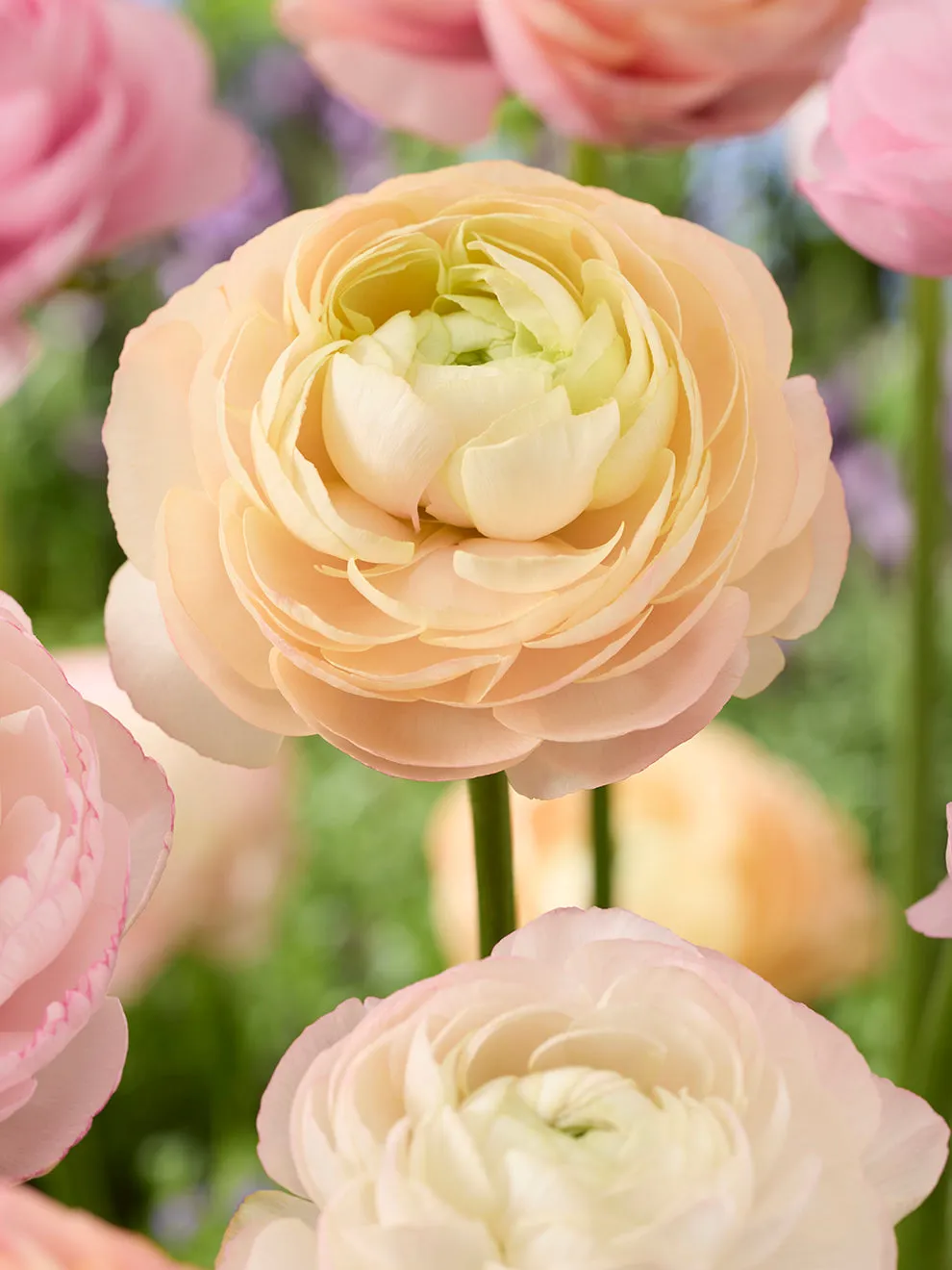 Ranunculus Pauline Pastel