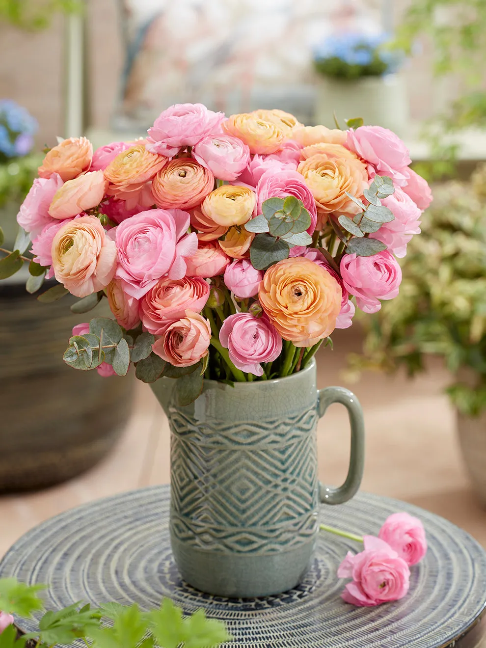 Ranunculus Pauline Pastel
