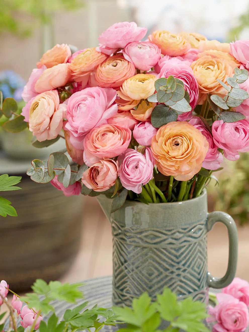 Ranunculus Pauline Pastel
