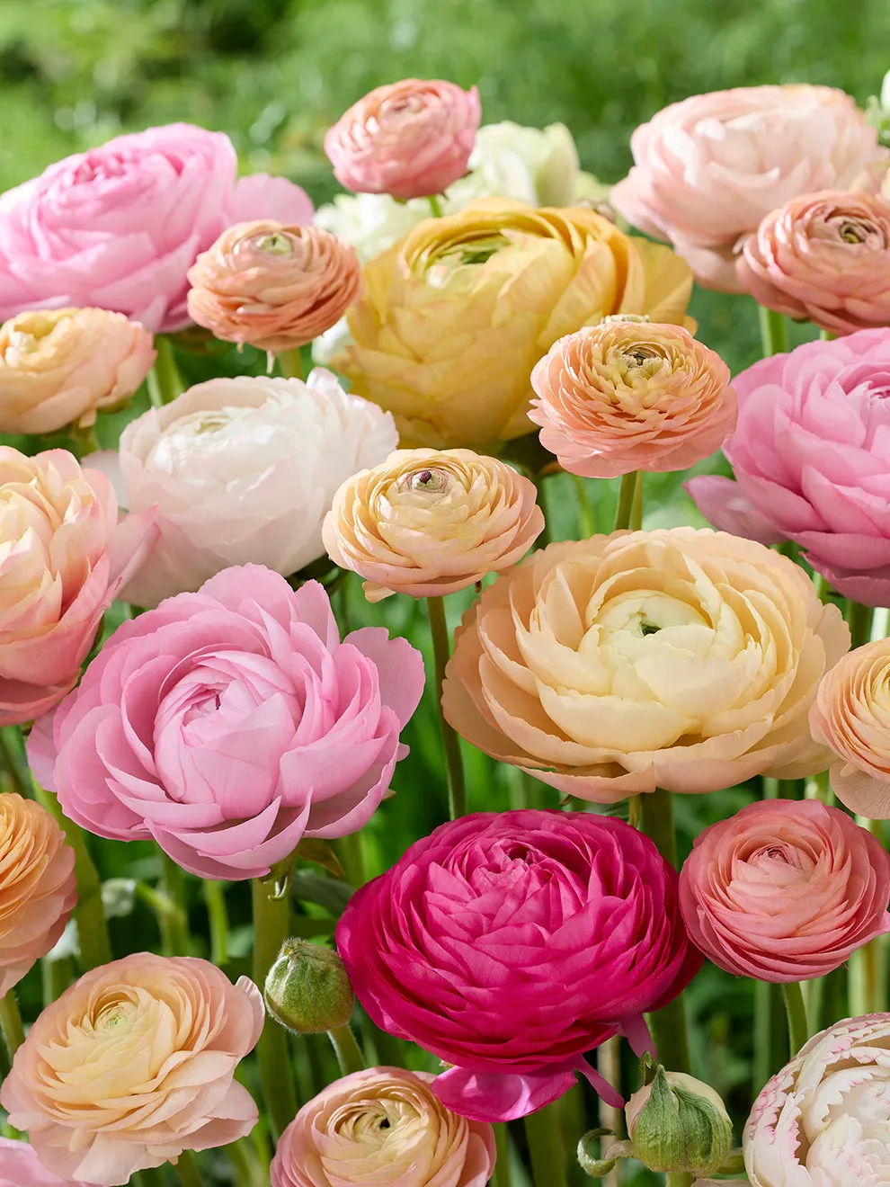 Ranunculus Pauline Pastel