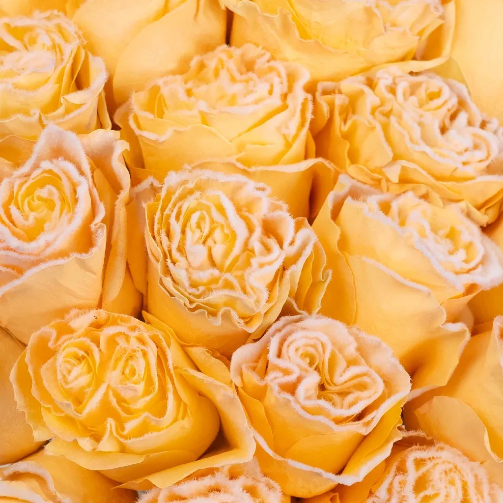 Tinted Peach Fuzzy Roses