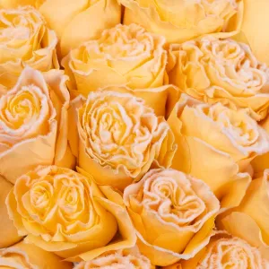 Tinted Peach Fuzzy Roses