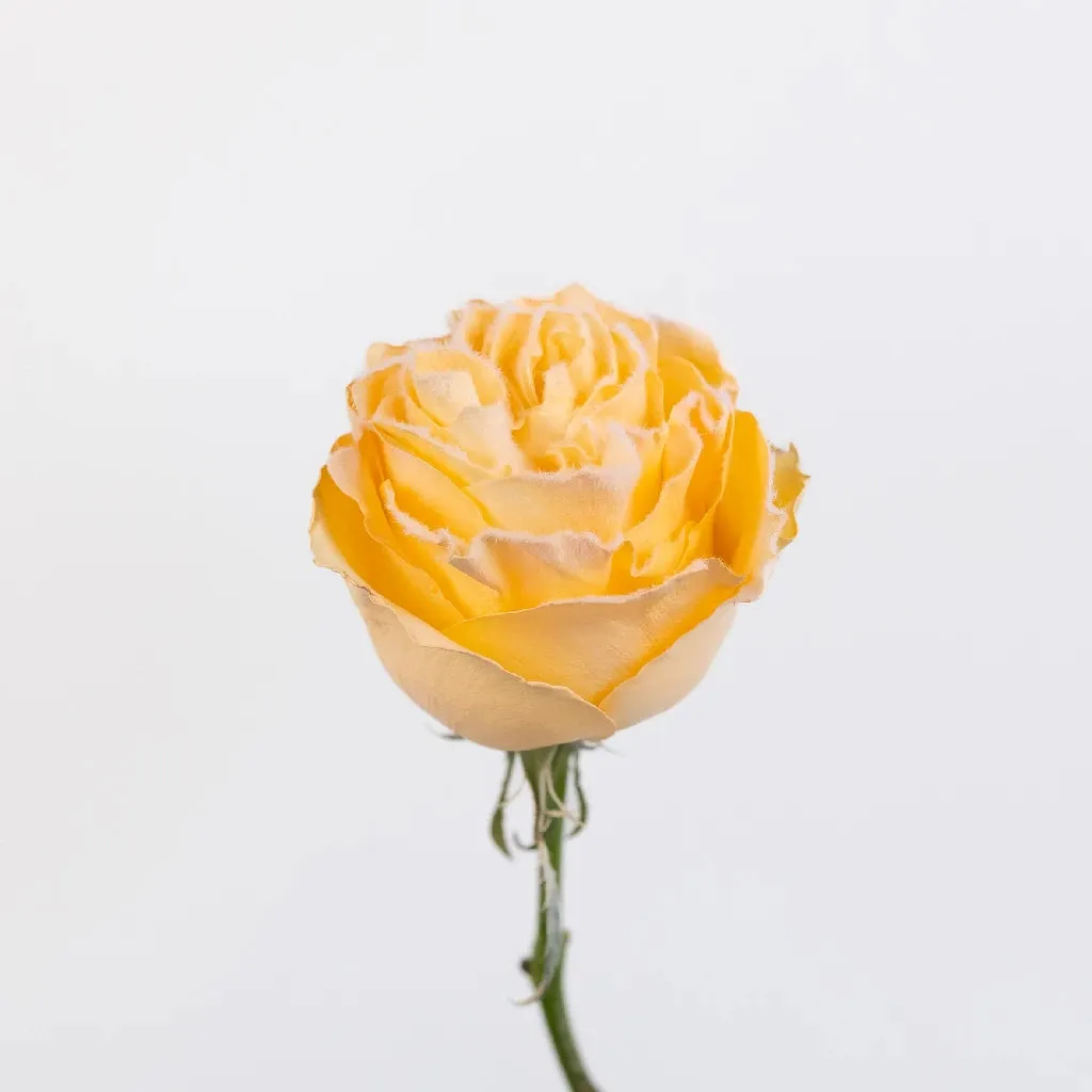 Tinted Peach Fuzzy Roses