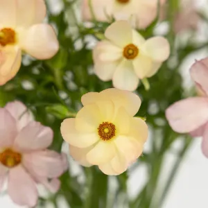Unique Pink Butterfly Ranunculus Flower