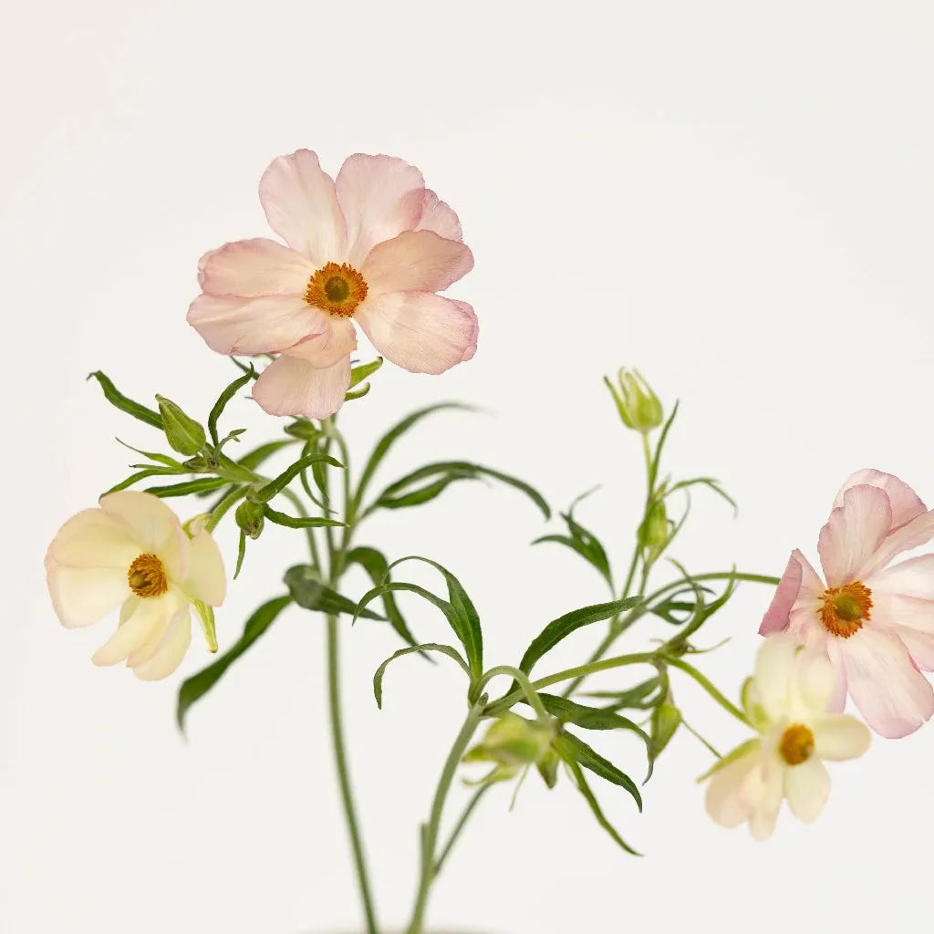 Unique Pink Butterfly Ranunculus Flower